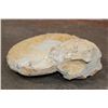 Image 6 : XXL AMMONITE Fossil Specimen, Weight: 28 lbs
