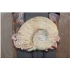 Image 8 : XXL AMMONITE Fossil Specimen, Weight: 28 lbs