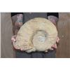 Image 9 : XXL AMMONITE Fossil Specimen, Weight: 28 lbs