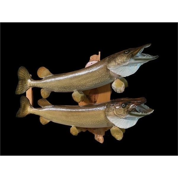 2 *Real Skin* NORTHERN PIKE on a Wood Slice Display