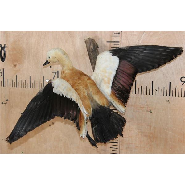 Flying RUDDY SHELDUCK on a Wood Wall Hanging Base