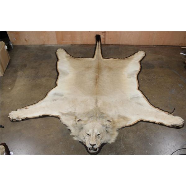 *TEXAS RESIDENTS ONLY* Big African LION HIDE or LION RUG with its Mounted Head