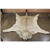 Image 1 : *TEXAS RESIDENTS ONLY* Big African LION HIDE or LION RUG with its Mounted Head