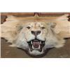 Image 2 : *TEXAS RESIDENTS ONLY* Big African LION HIDE or LION RUG with its Mounted Head