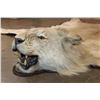 Image 3 : *TEXAS RESIDENTS ONLY* Big African LION HIDE or LION RUG with its Mounted Head