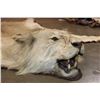 Image 4 : *TEXAS RESIDENTS ONLY* Big African LION HIDE or LION RUG with its Mounted Head