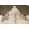 Image 13 : *TEXAS RESIDENTS ONLY* Big AFRICAN LION Hide or LION Rug with its Mounted Head