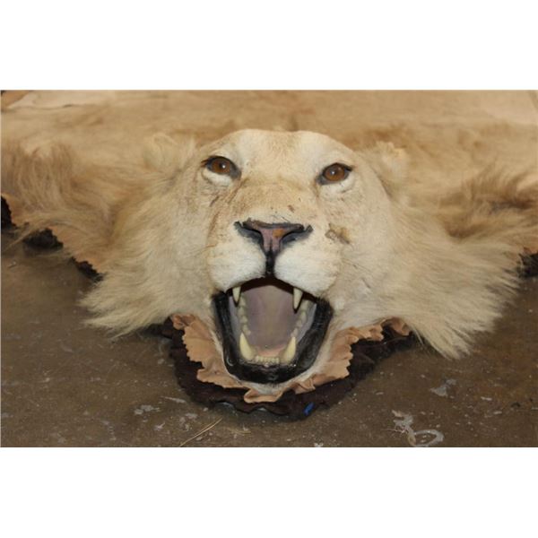 *TEXAS RESIDENTS ONLY* Big AFRICAN LION Hide or LION Rug with its Mounted Head
