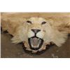Image 1 : *TEXAS RESIDENTS ONLY* Big AFRICAN LION Hide or LION Rug with its Mounted Head