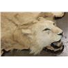 Image 2 : *TEXAS RESIDENTS ONLY* Big AFRICAN LION Hide or LION Rug with its Mounted Head