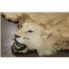 Image 3 : *TEXAS RESIDENTS ONLY* Big AFRICAN LION Hide or LION Rug with its Mounted Head