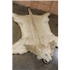 Image 5 : *TEXAS RESIDENTS ONLY* Big AFRICAN LION Hide or LION Rug with its Mounted Head