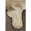 Image 7 : *TEXAS RESIDENTS ONLY* Big AFRICAN LION Hide or LION Rug with its Mounted Head