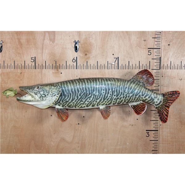 Reproduction XL TIGER MUSKY Fish Chasing a Hand-carved Wood Crappie