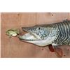 Image 2 : Reproduction XL TIGER MUSKY Fish Chasing a Hand-carved Wood Crappie