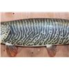 Image 3 : Reproduction XL TIGER MUSKY Fish Chasing a Hand-carved Wood Crappie