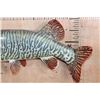 Image 4 : Reproduction XL TIGER MUSKY Fish Chasing a Hand-carved Wood Crappie