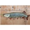 Image 9 : Reproduction XL TIGER MUSKY Fish Chasing a Hand-carved Wood Crappie