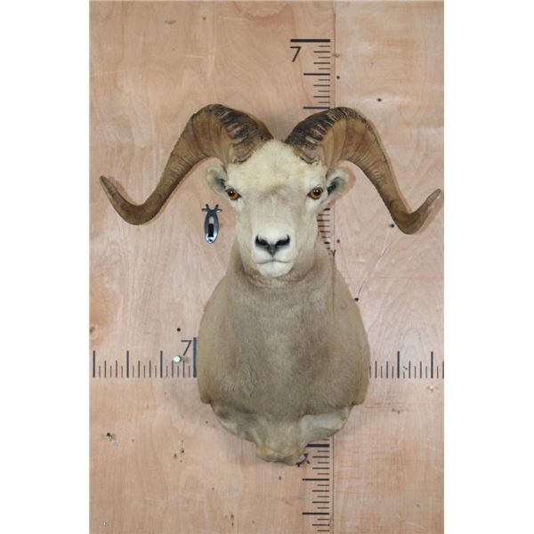 Big ROCKY MOUNTAIN BIG HORN Sheep Ram Shoulder Mount
