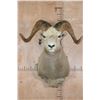 Image 1 : Big ROCKY MOUNTAIN BIG HORN Sheep Ram Shoulder Mount