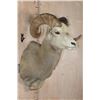 Image 2 : Big ROCKY MOUNTAIN BIG HORN Sheep Ram Shoulder Mount