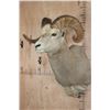 Image 3 : Big ROCKY MOUNTAIN BIG HORN Sheep Ram Shoulder Mount
