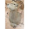 Image 4 : Big ROCKY MOUNTAIN BIG HORN Sheep Ram Shoulder Mount