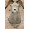 Image 5 : Big ROCKY MOUNTAIN BIG HORN Sheep Ram Shoulder Mount
