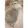 Image 6 : Big ROCKY MOUNTAIN BIG HORN Sheep Ram Shoulder Mount