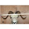 Image 7 : Big ROCKY MOUNTAIN BIG HORN Sheep Ram Shoulder Mount