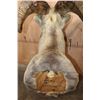 Image 8 : Big ROCKY MOUNTAIN BIG HORN Sheep Ram Shoulder Mount
