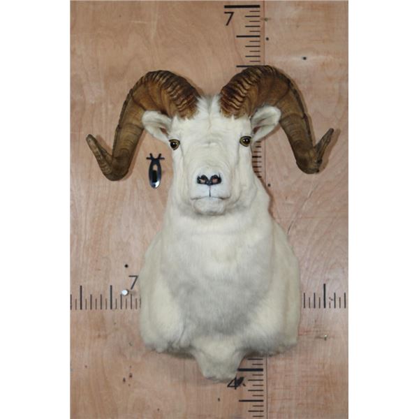 DALL SHEEP RAM Shoulder Mount