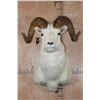 Image 1 : DALL SHEEP RAM Shoulder Mount