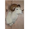 Image 2 : DALL SHEEP RAM Shoulder Mount