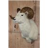 Image 3 : DALL SHEEP RAM Shoulder Mount
