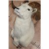 Image 4 : DALL SHEEP RAM Shoulder Mount