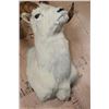 Image 5 : DALL SHEEP RAM Shoulder Mount