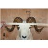 Image 6 : DALL SHEEP RAM Shoulder Mount