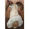 Image 7 : DALL SHEEP RAM Shoulder Mount
