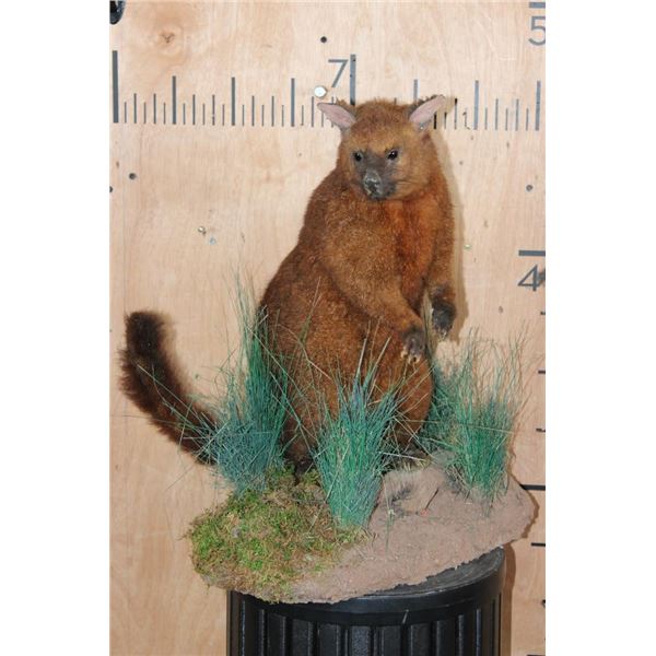 Life-sized AUSTRALIAN POSSUM on a Decorative Base
