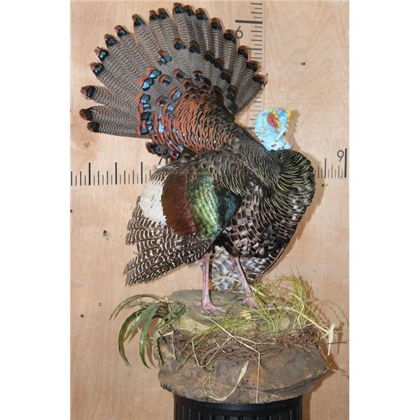 Life-sized OSCILLATED TURKEY on a Decorative Lightweight Base
