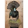 Image 2 : Life-sized OSCILLATED TURKEY on a Decorative Lightweight Base