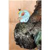 Image 5 : Life-sized OSCILLATED TURKEY on a Decorative Lightweight Base