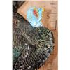 Image 6 : Life-sized OSCILLATED TURKEY on a Decorative Lightweight Base