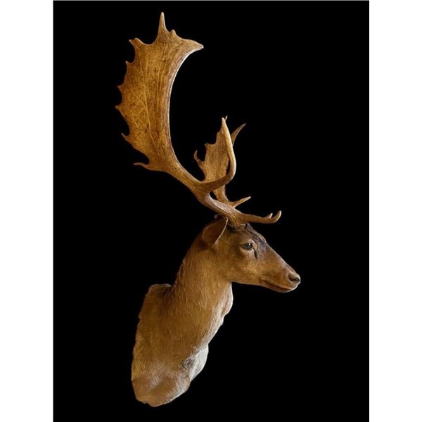 *Like New* Chocolate FALLOW DEER Wall Pedestal Shoulder Mount