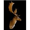 Image 1 : *Like New* Chocolate FALLOW DEER Wall Pedestal Shoulder Mount