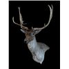 Image 3 : *Like New* Chocolate FALLOW DEER Wall Pedestal Shoulder Mount