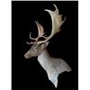 Image 4 : *Like New* Chocolate FALLOW DEER Wall Pedestal Shoulder Mount