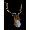 Image 5 : *Like New* Chocolate FALLOW DEER Wall Pedestal Shoulder Mount