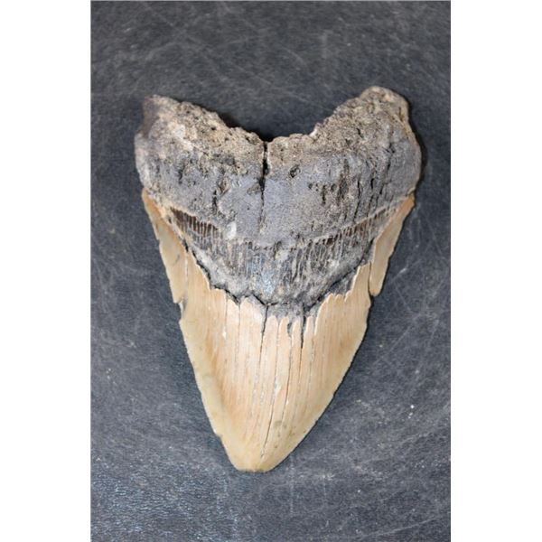 Big MEGALODON Shark Tooth Fossil